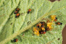 Frisen kikelt lárvák